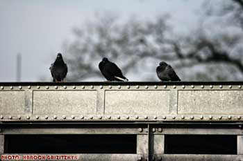 IMG_ (11121)
